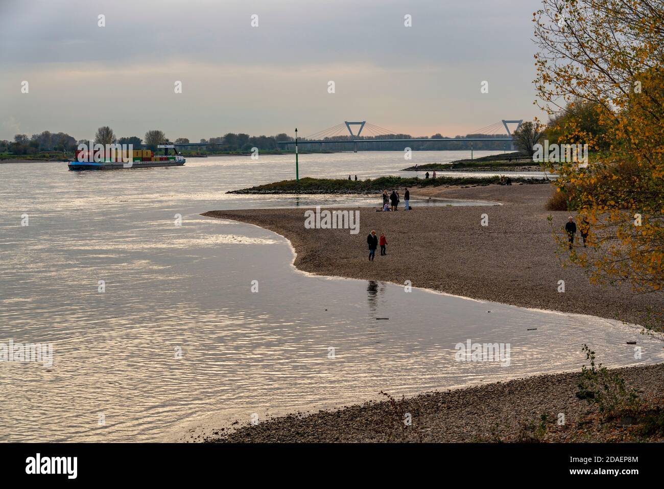 Walker am Rheinstrand zwischen Düsseldorf und Krefeld, Containerfrachtschiff, hinten die Flughafenbrücke der A44, Niederrheinlandschaft, NRW, Stockfoto
