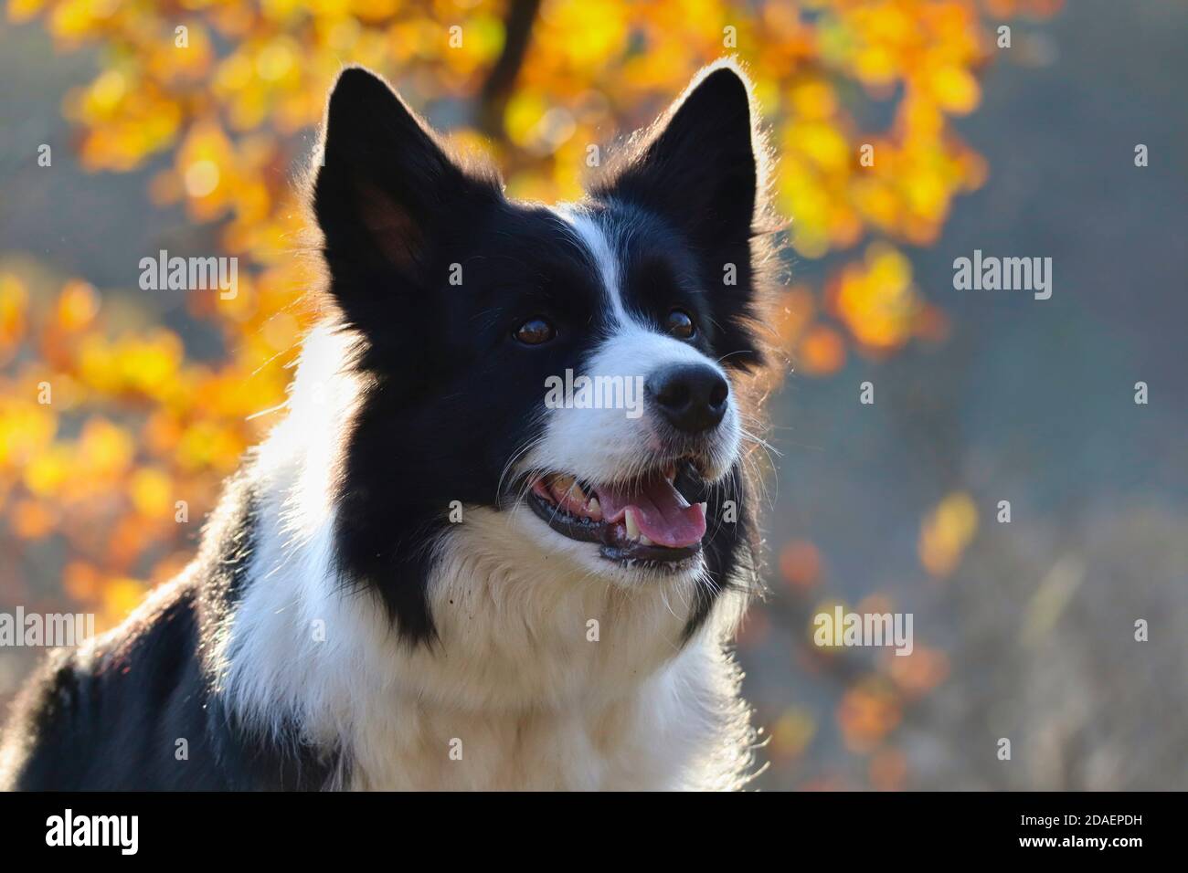 Nahaufnahme von Border Collie Head in Sunny Autumn Nature. Liebenswert schwarz und weiß Hund smiles draußen während der Herbstsaison. Stockfoto