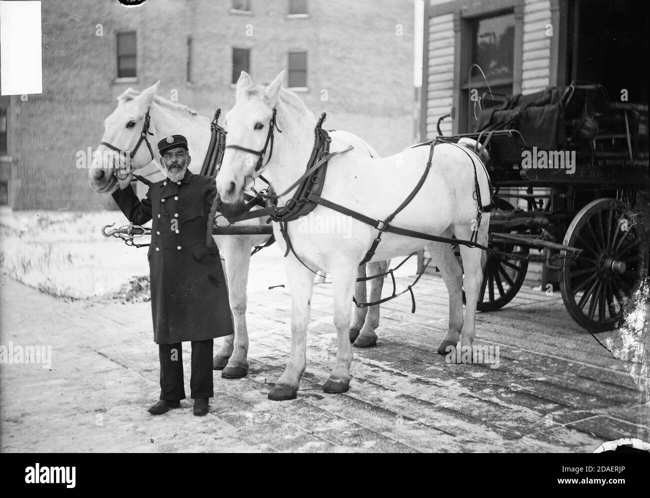 Bild eines Feuerwehrmann, Bonnel, stehend mit zwei weißen Pferden in Chicago, Illinois. Die Pferde werden an einen Wagen gepfercht. Stockfoto