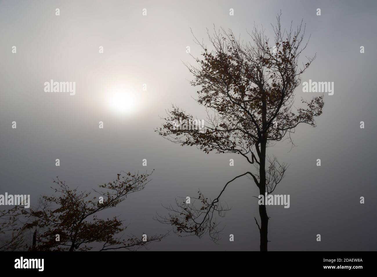 Im Herbst taucht die Sonne im Nebel hinter einer silhouettierten Buche auf. Stockfoto