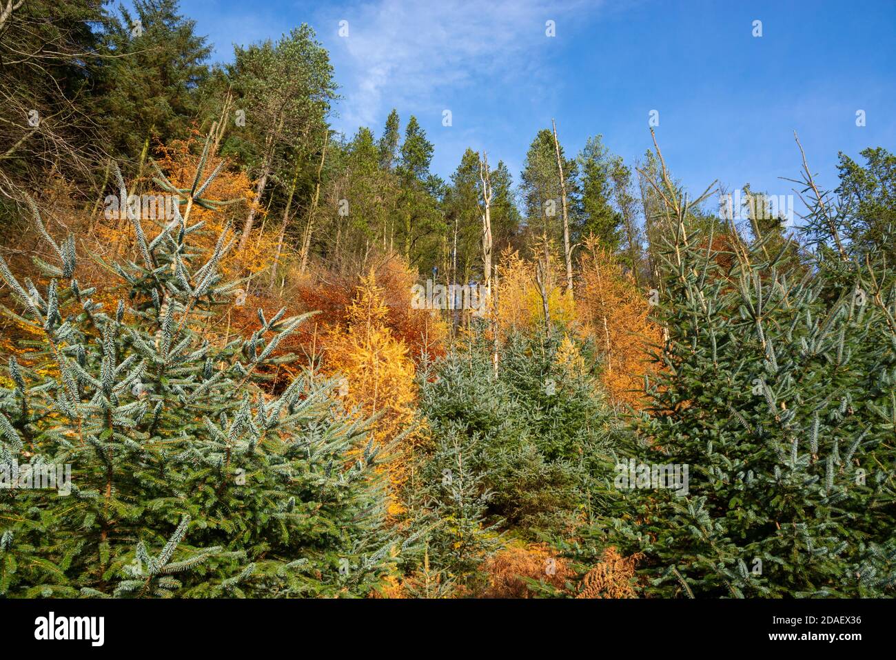 Helle Herbstfarbe in Waldbäumen bei Snake Woodlands, Peak District, Derbyshire, England. Stockfoto