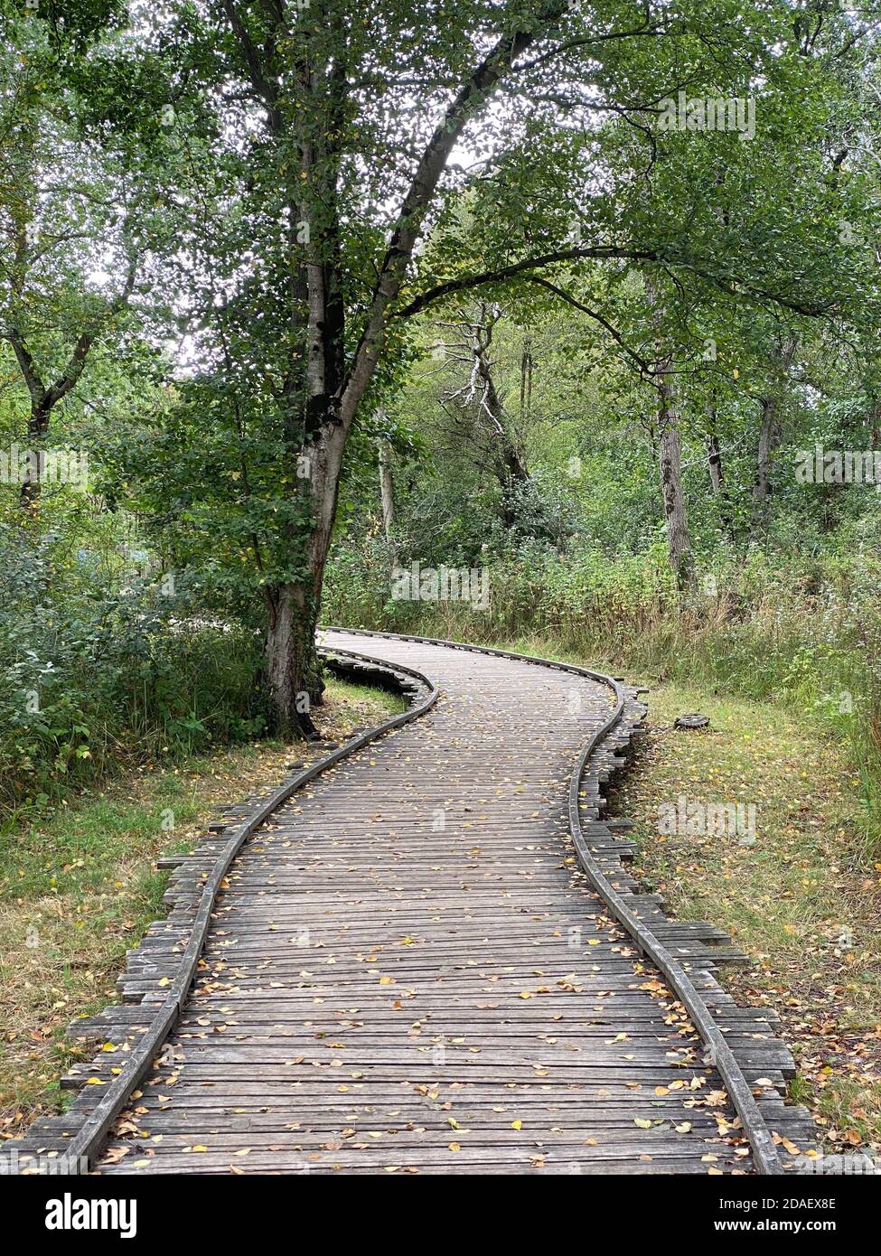 Holzweg über den Wald bei den Dünen von Authie Stockfoto