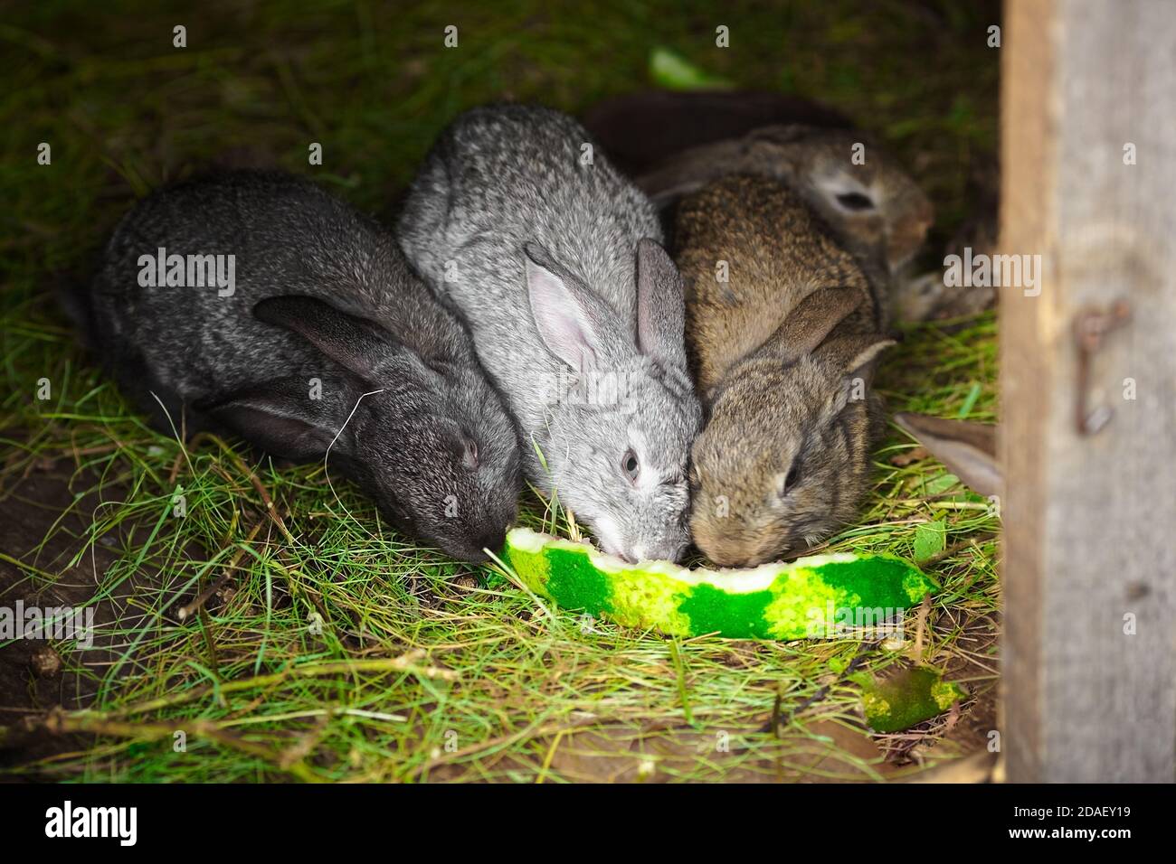 Drei kleine Hasen knabbern auf einer Wassermelonenschale. Kaninchenzucht Stockfoto