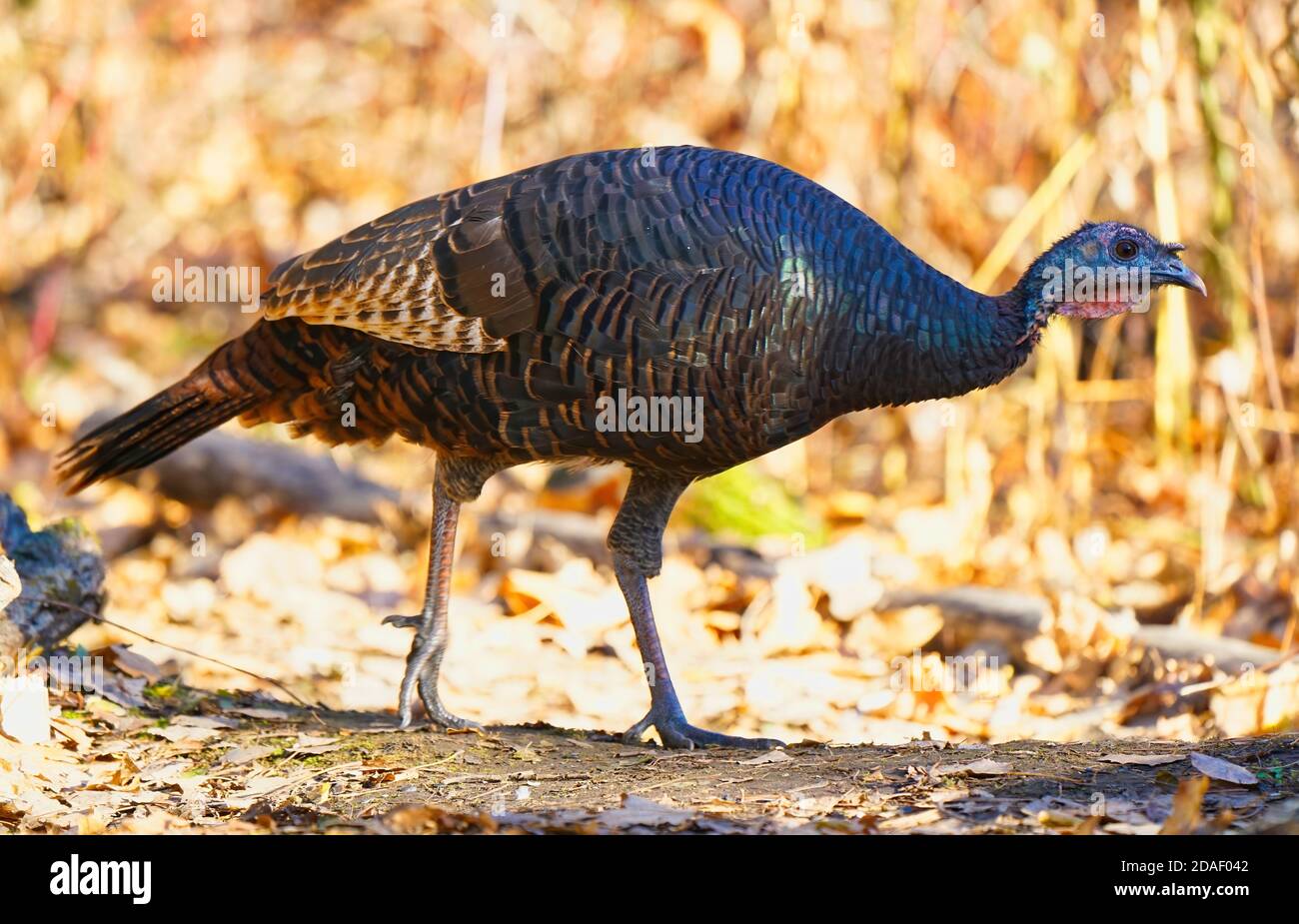 Montreal, Quebec, Kanada, 10. November 2020.Wilde türkei im Wald.Quelle: Mario Beauregard/Alamy News Stockfoto