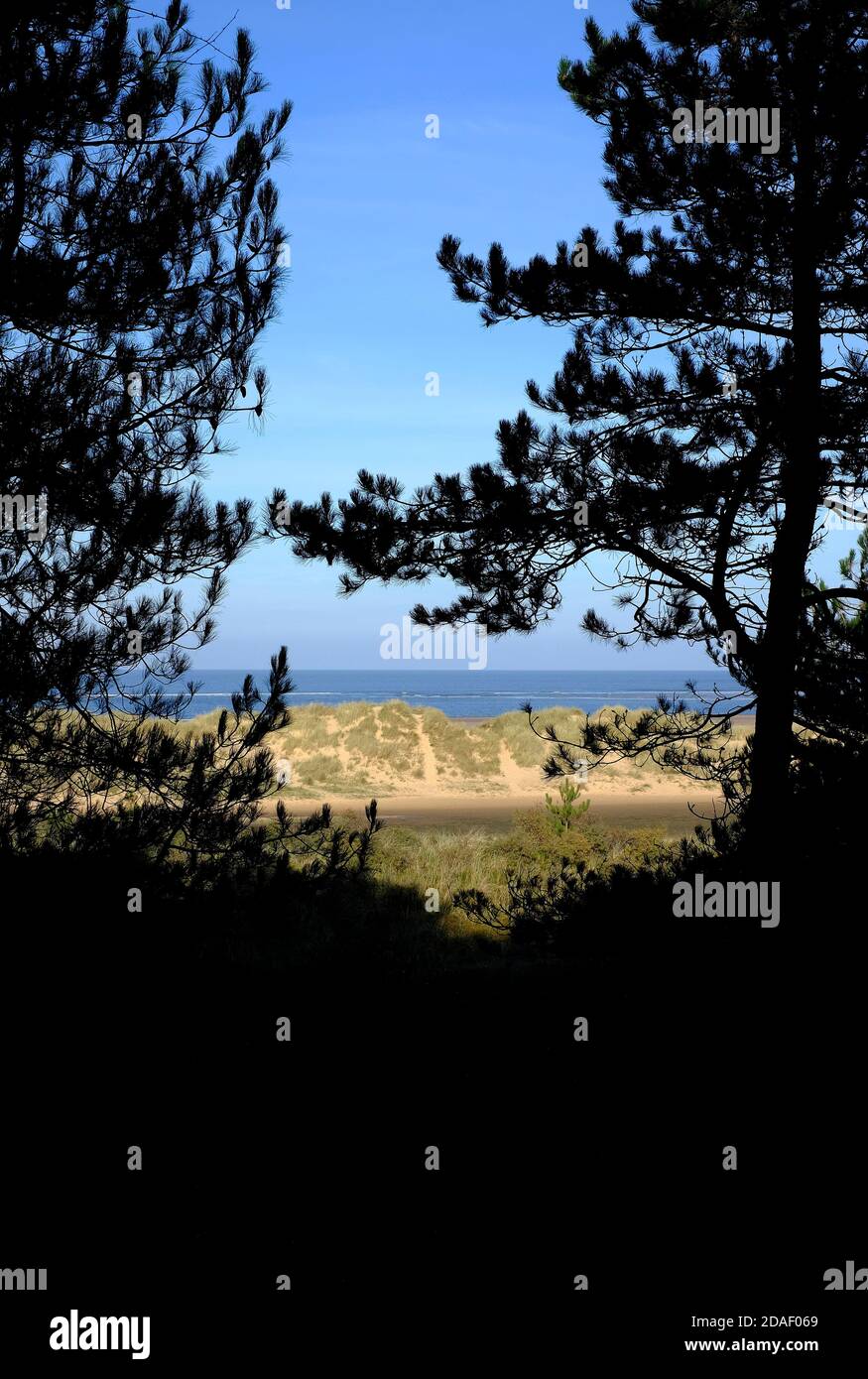 holkham Strand Kiefernwald, Nord norfolk, england Stockfoto