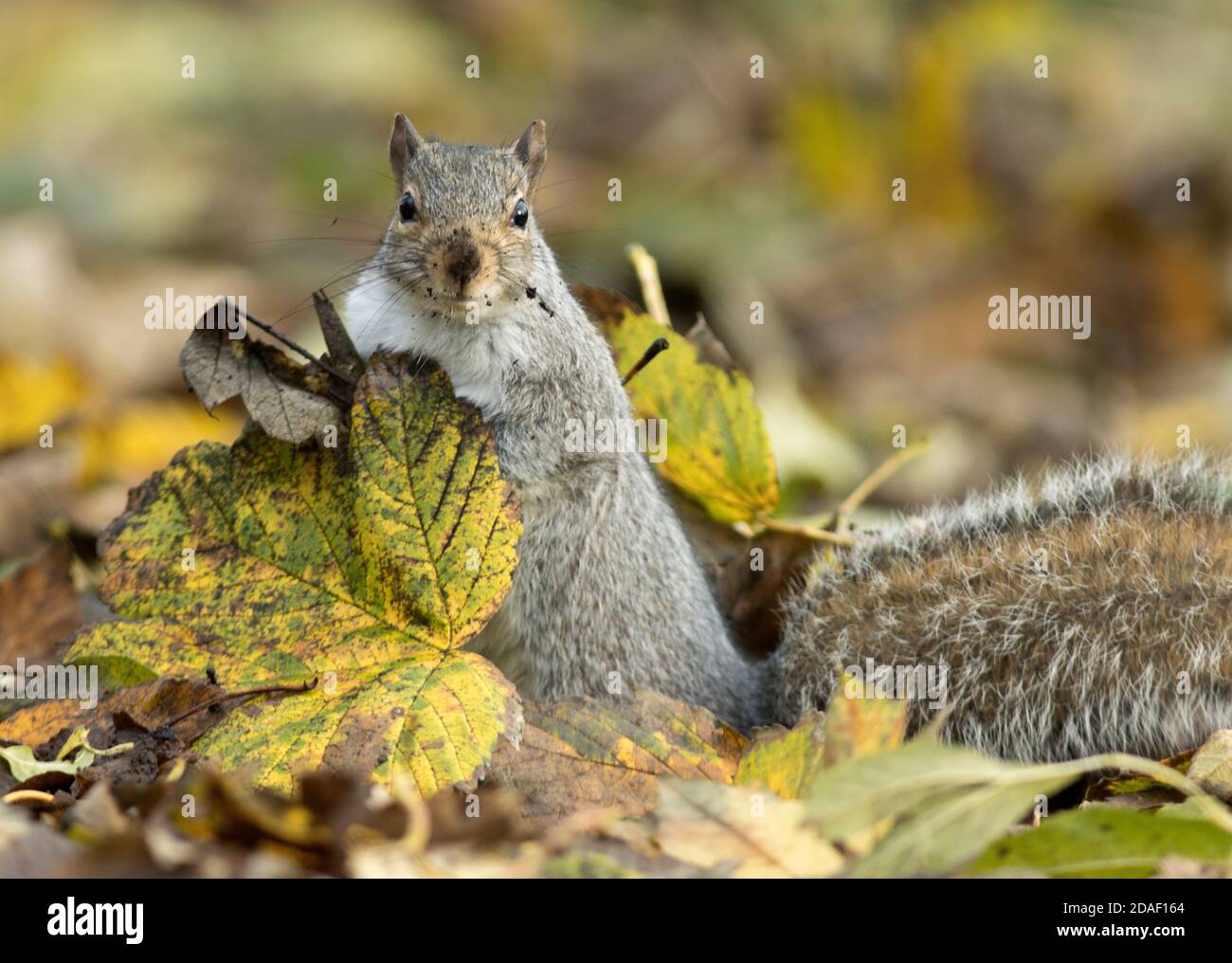 Ein Grauhörnchen gefangen in der Tat der Vergraben überschüssiges Futter im Herbst. Das Grauhörnchen wurde aus Nordamerika eingeführt Stockfoto