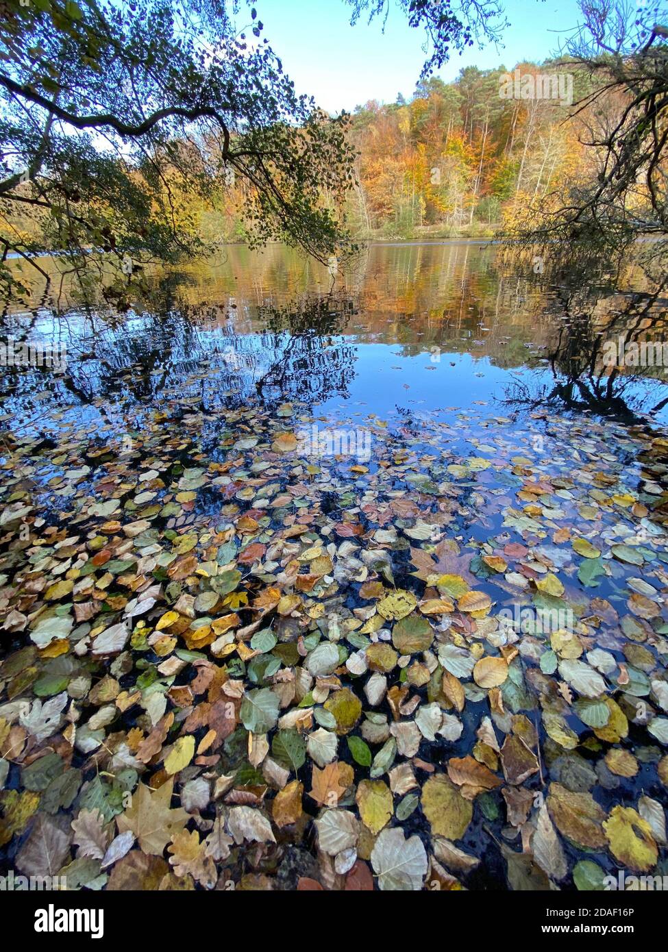 Abgestorbene Blätter schweben an der Wasseroberfläche Stockfoto