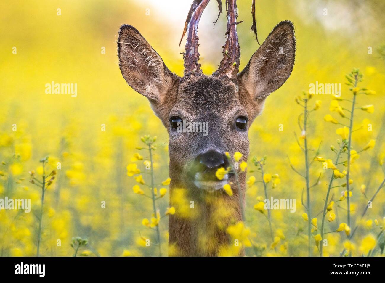 Rogenbock in Rapsblüten Stockfoto