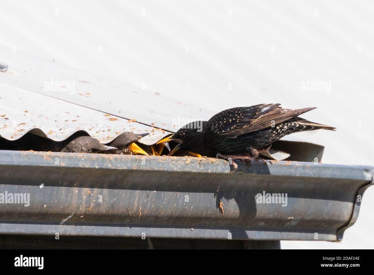 Gemeine/Europäische Starling (Sturnus vulgaris) brütende Erwachsene, die Nestlinge in ihrem Nest unter dem Eisendach eines Hauses füttern, Westkap, Südafrika Stockfoto