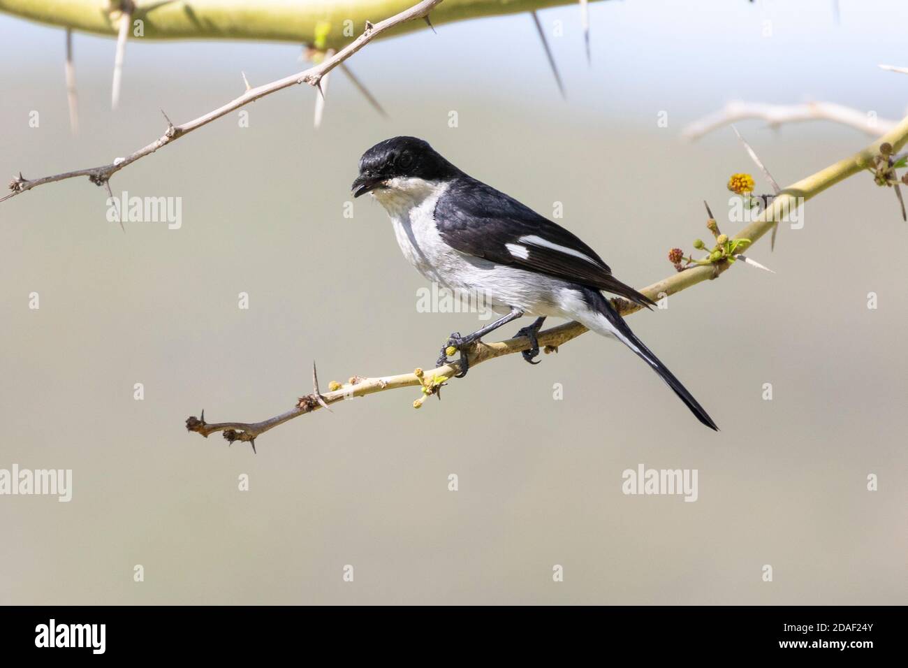 Fiscal Flycatcher (Sigelus silens silens silens) Western Cape, Südafrika thront auf Ast-Gesang Stockfoto