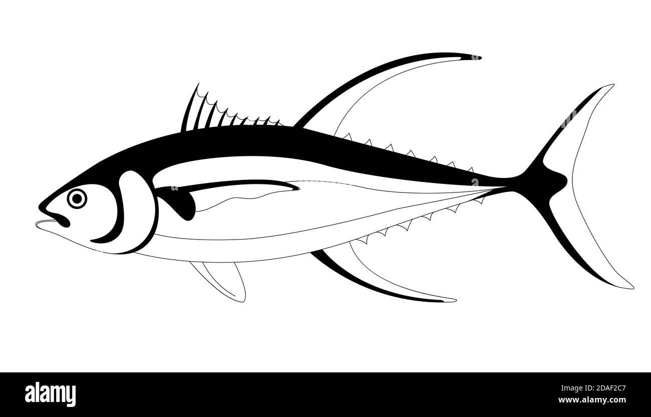 Thunfisch, Vektor-Illustration, Futter zeichnen, Profil Stockfoto