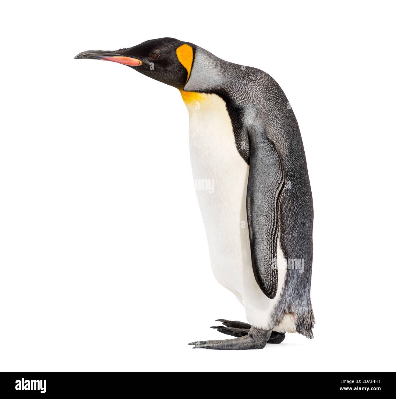 Walking King Pinguin, isoliert auf weiß Stockfoto