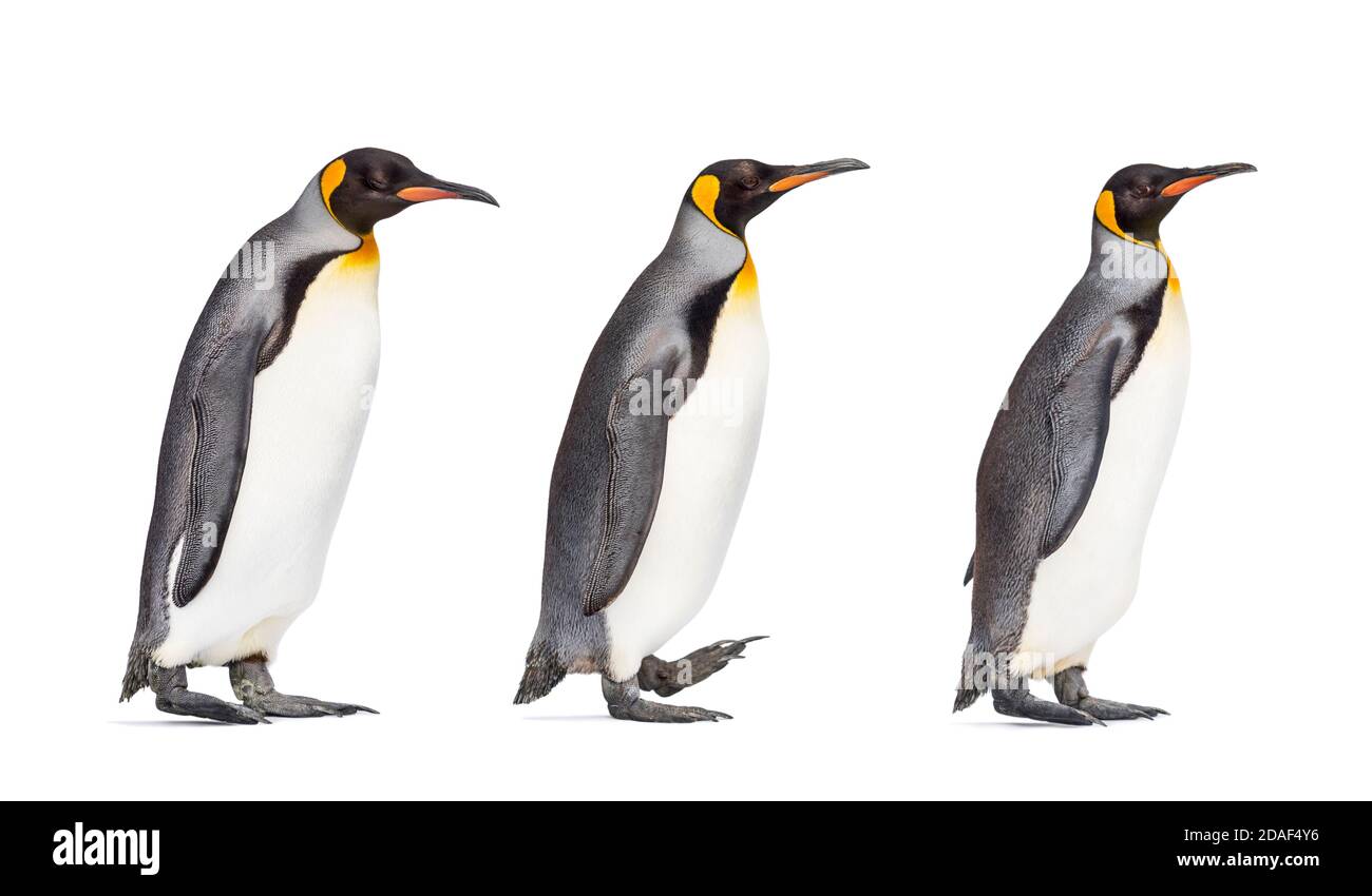 Gruppe von König Pinguin, die einander folgen Stockfoto