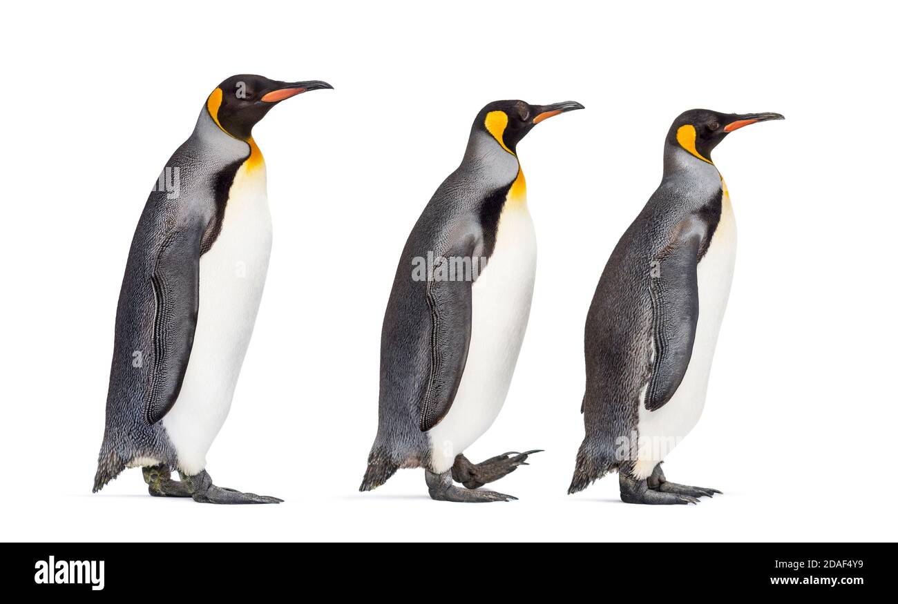 Gruppe von König Pinguin, die einander folgen Stockfoto