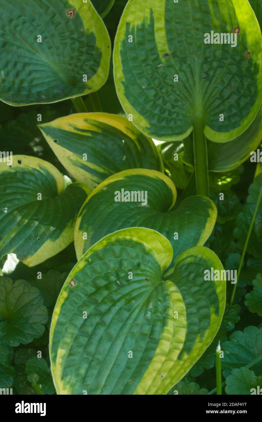 Hosta Pflanze in einem dekorativen formalen Garten Stockfoto