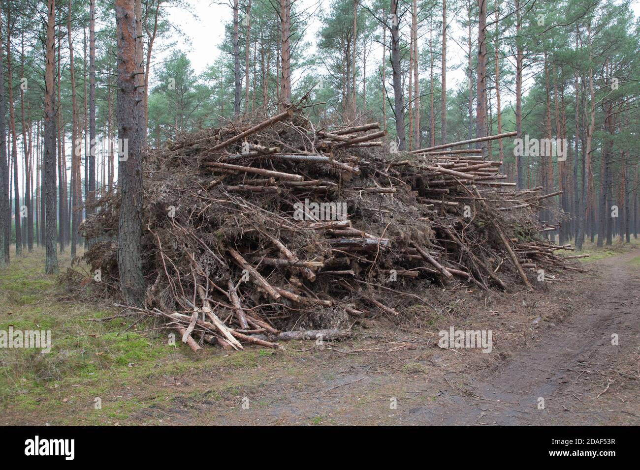 Waldbewirtschaftung in Polen, Stockfoto
