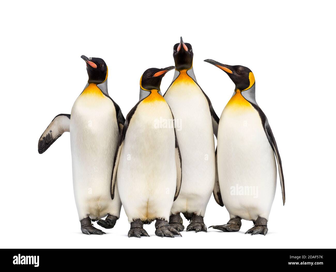 Kolonie der Königspinguine zusammen, isoliert auf weiß Stockfoto