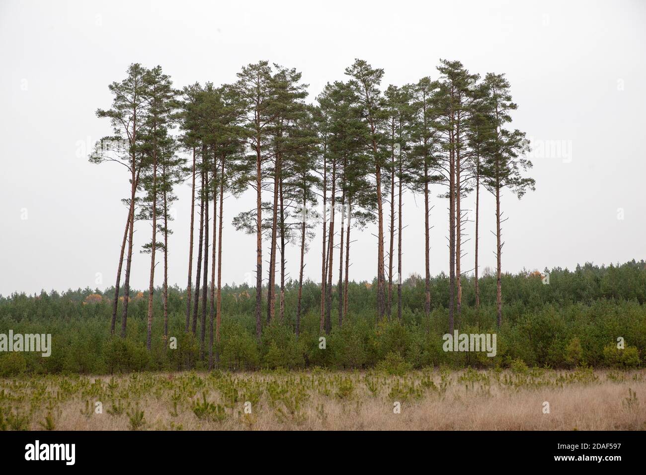 Baumstämme Waldwirtschaft in Polen, Stockfoto