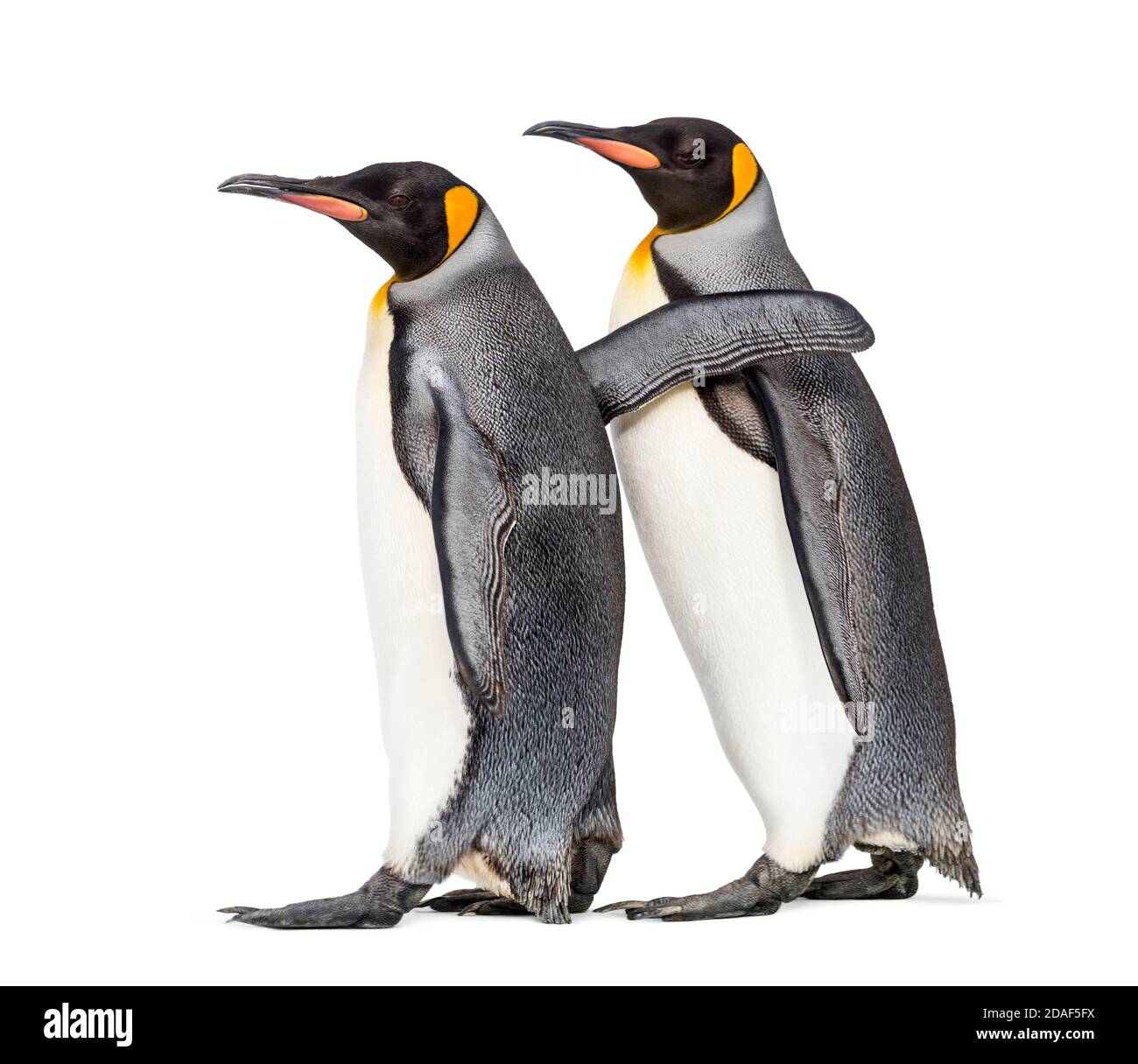 Seitenansicht von zwei King Pinguin, die zusammen gehen, isoliert Stockfoto