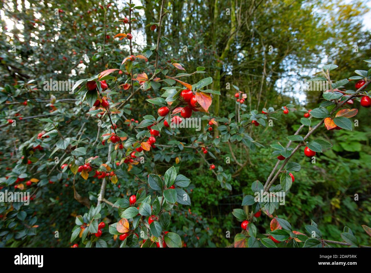 Rockspray Cotoneaster, Chipping, Preston, Lancashire, Großbritannien Stockfoto