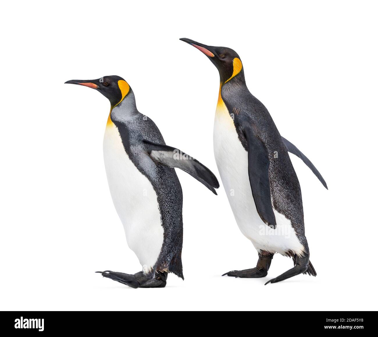 Seitenansicht von zwei King Pinguin, die zusammen gehen, isoliert Stockfoto