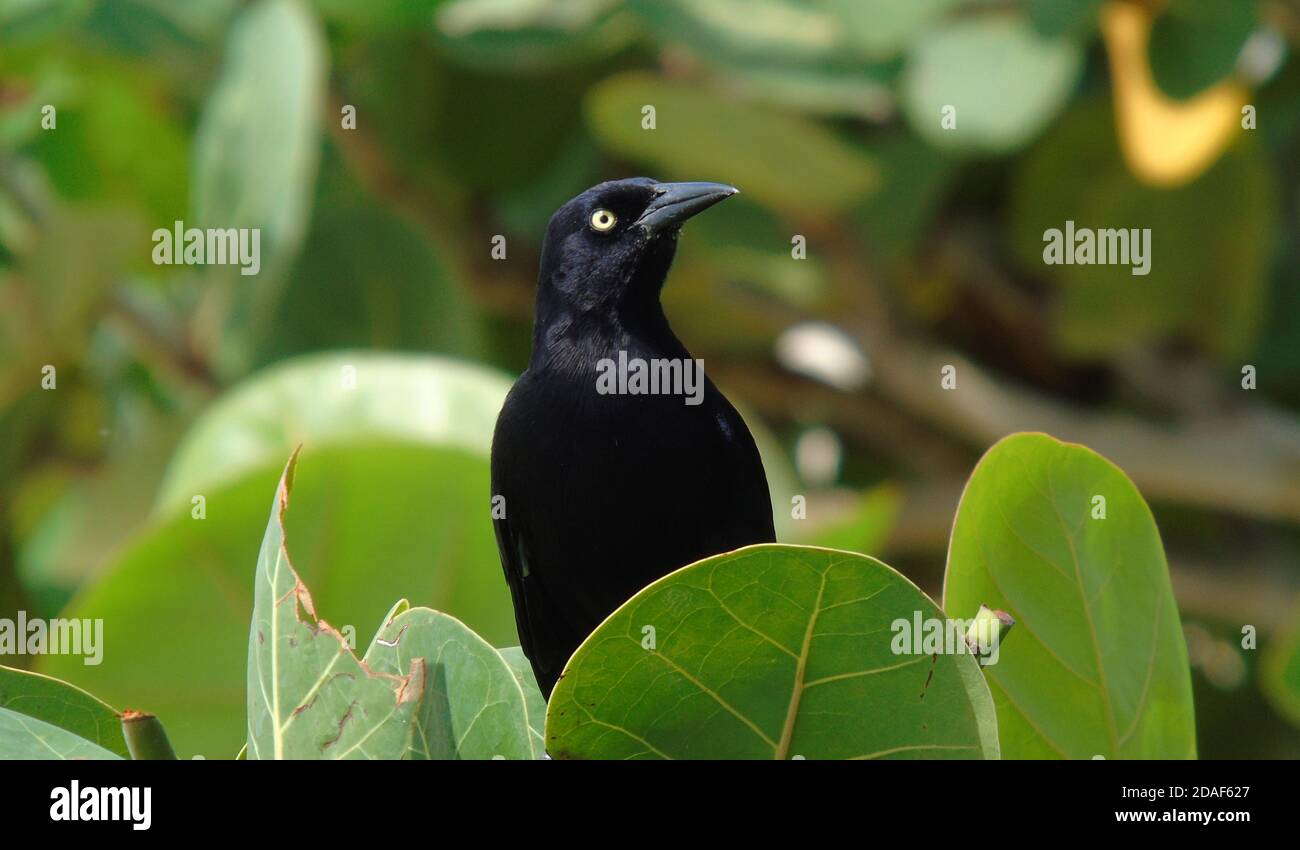 Carib Grackle Quiscalus lugubris saß zwischen Meerestraubenblättern, tropische Amsel Stockfoto