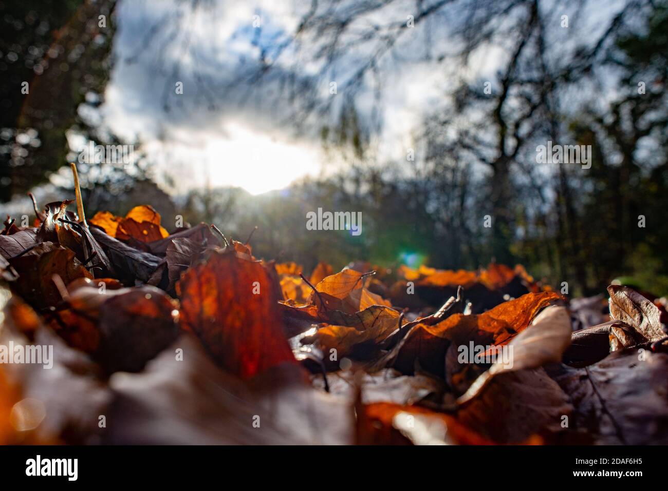 Herbstblätter liegen auf dem Boden in einem Garten, Chipping, Preston, Lancashire, UK Stockfoto