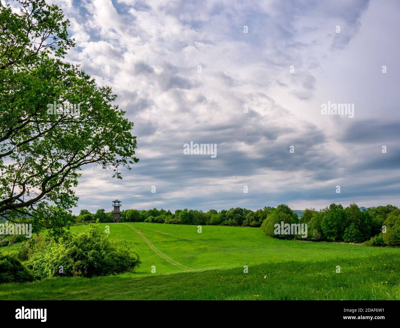Blick auf Landschaft mit Wiese, Wald und Aussichtsturm am Horizont, eingerahmt von einem Baum Stockfoto