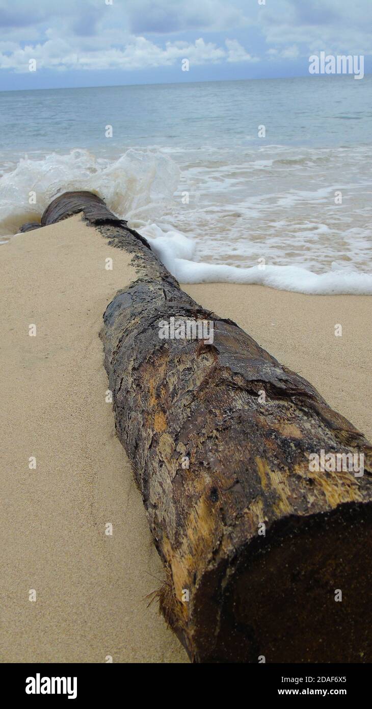 Treibholz am Strand mit Meer, Antigua. Sand bedeckt großen Holzbalken. Stockfoto