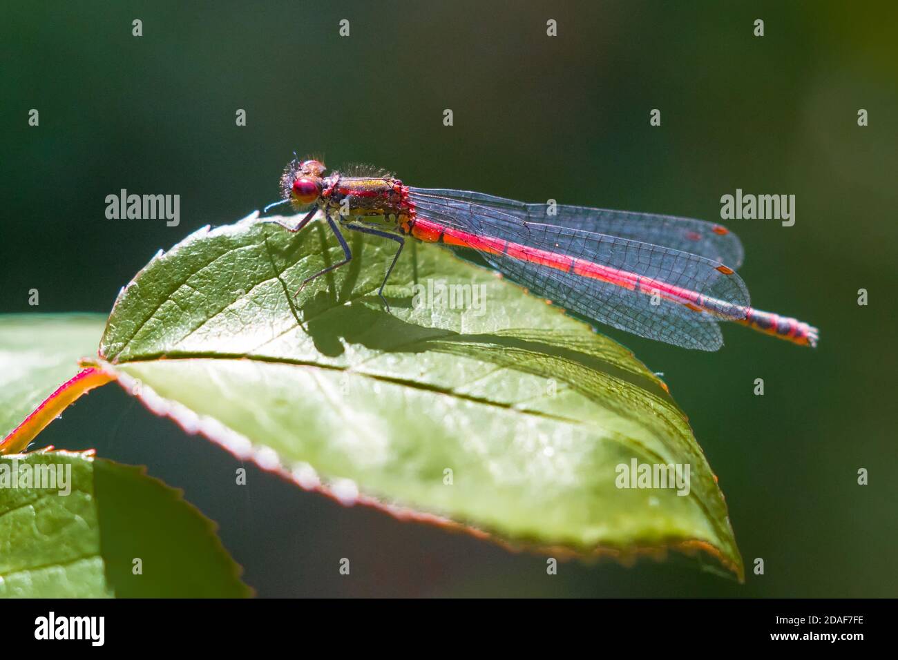 Rote Damselfliege Libelle auf grünem Blatt Stockfoto