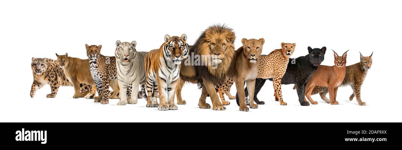 Große Gruppe von vielen wilden Katzen zusammen in einer Reihe Stockfoto