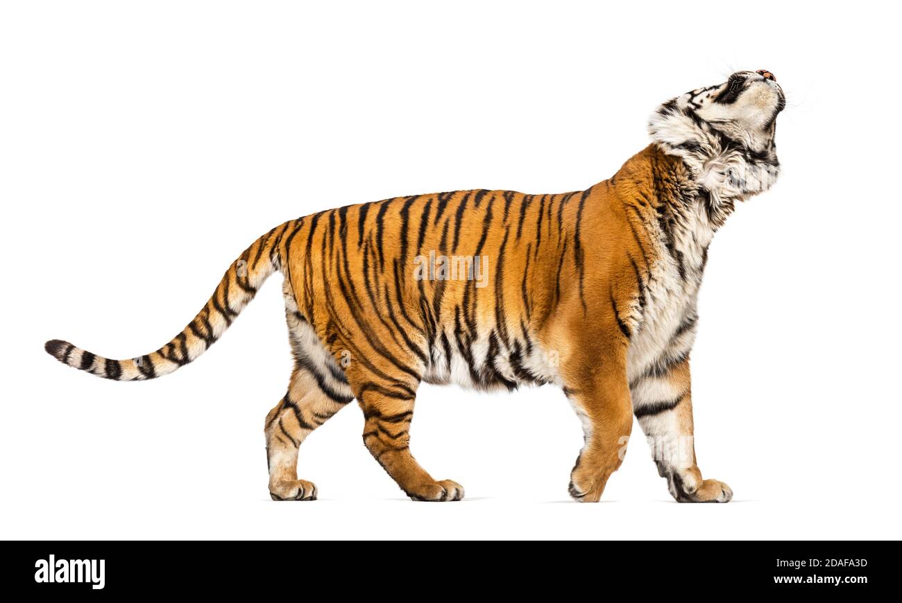Seitenansicht, Profil eines Tigers beim Gehen und Aufschauen, isoliert auf Weiß Stockfoto