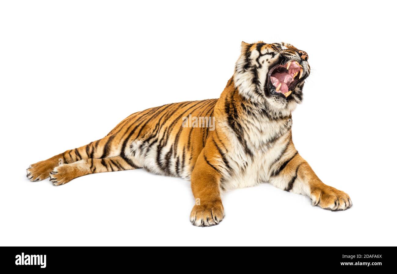 Tiger brüllend, isoliert auf Weiß liegend Stockfoto