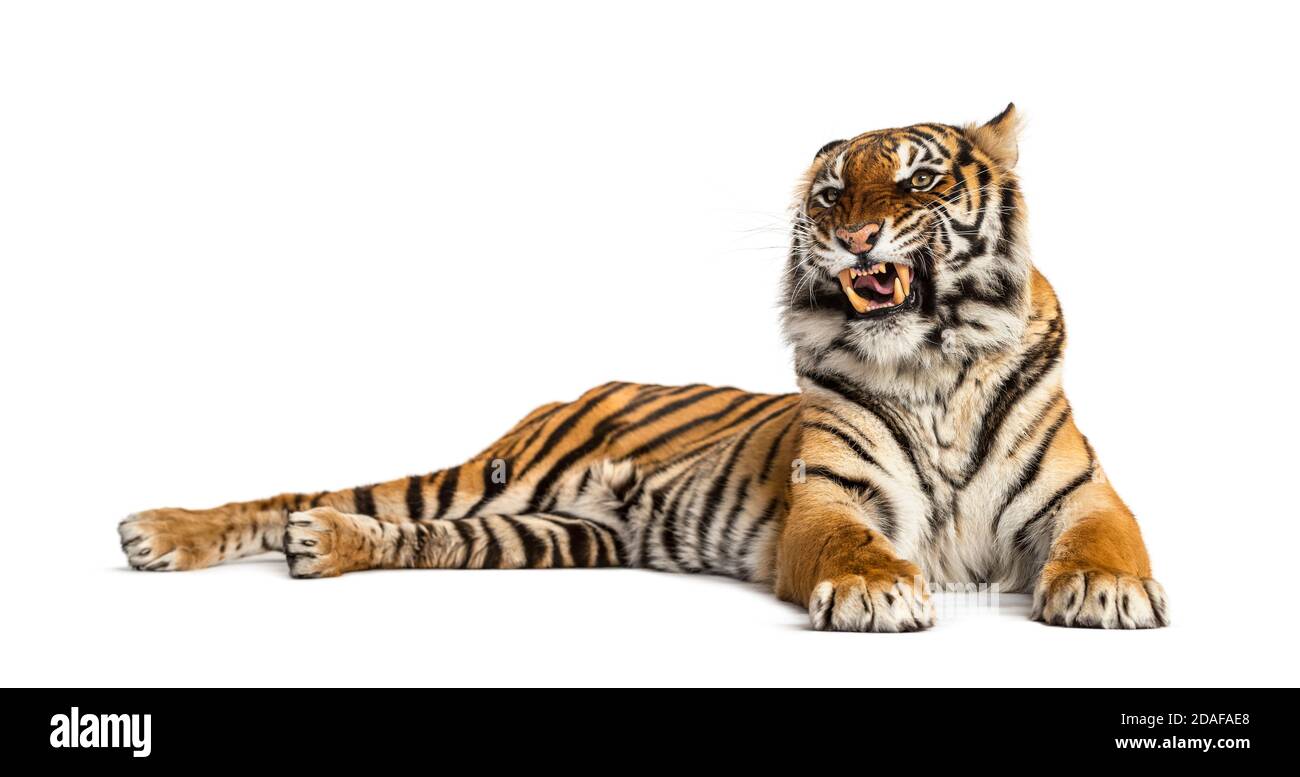 Der Tiger zeigt seinen Zahn, isoliert auf Weiß Stockfoto
