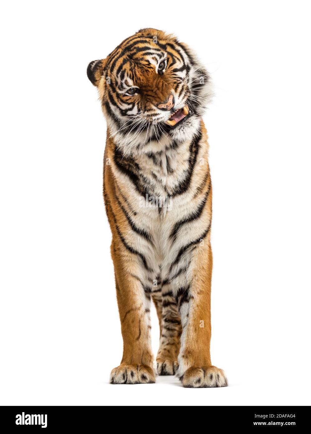 Porträt eines Tigers, der seinen Zahn zeigt und aggressiv, isoliert aussieht Stockfoto