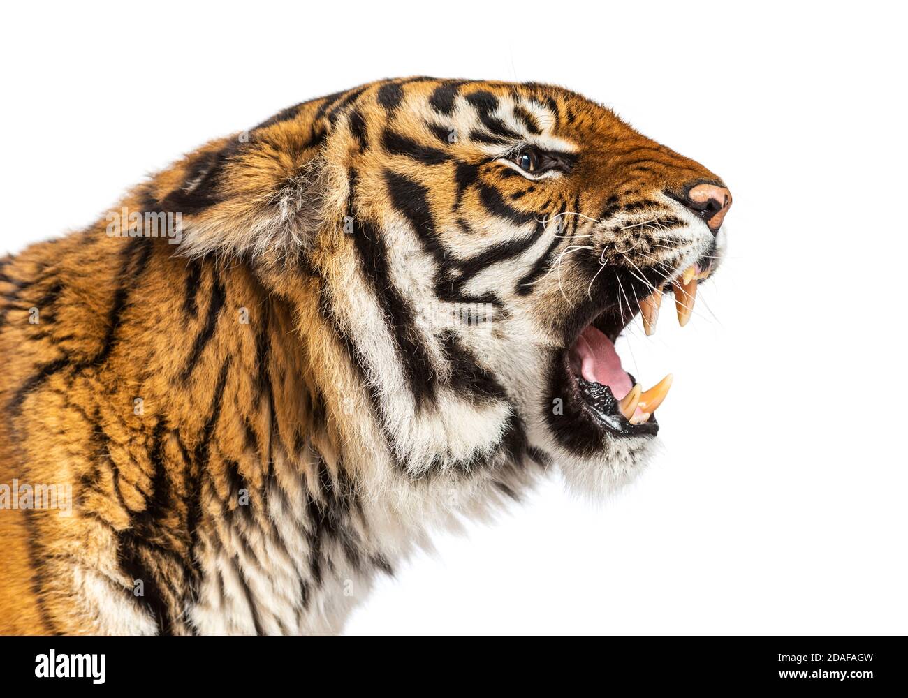 Nahaufnahme des Kopfes eines Tigers, der wütend aussieht und seinen Zahn zeigt Stockfoto