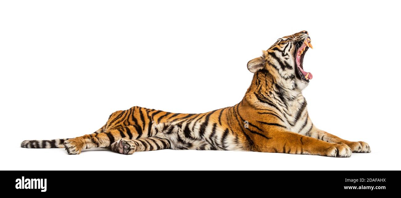 Brüllender Tiger, der sich isoliert auf Weiß hinlegt Stockfoto