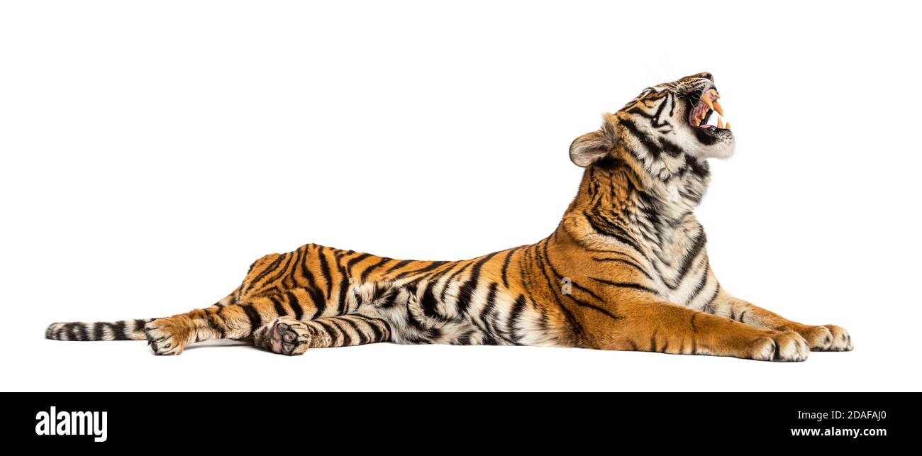 Brüllender Tiger, der sich isoliert auf Weiß hinlegt Stockfoto