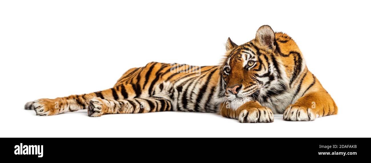Tiger legt sich und ruht sich aus, isoliert auf weiß Stockfoto
