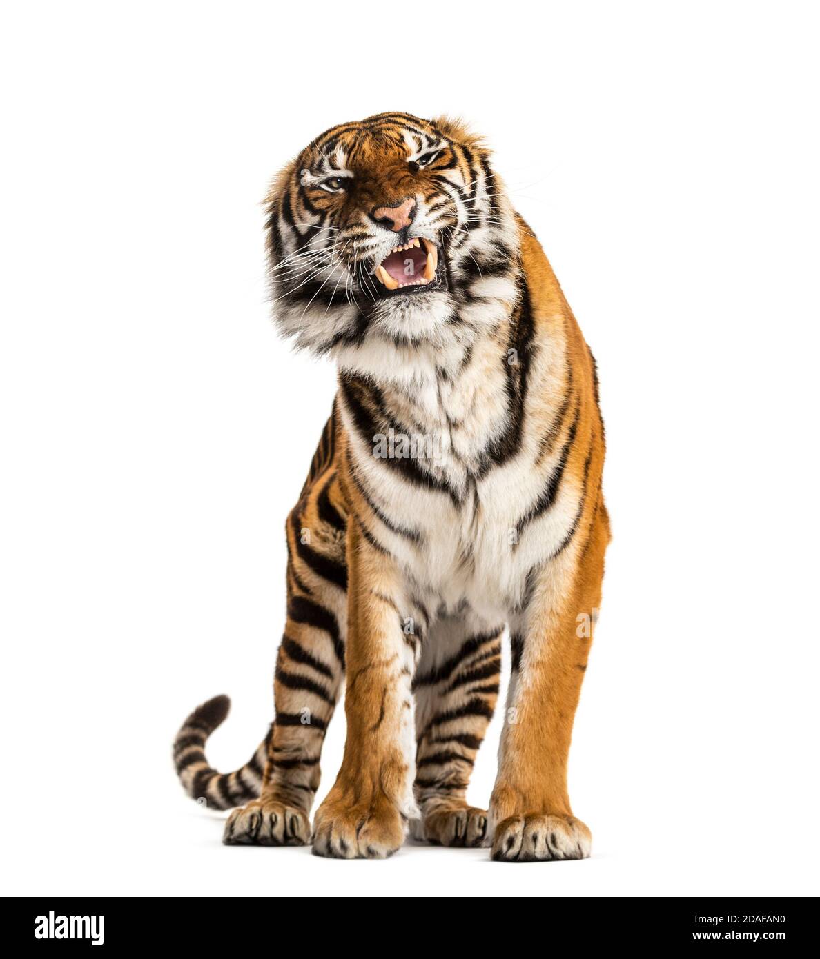 Porträt eines Tigers, der seinen Zahn zeigt und aggressiv, isoliert aussieht Stockfoto