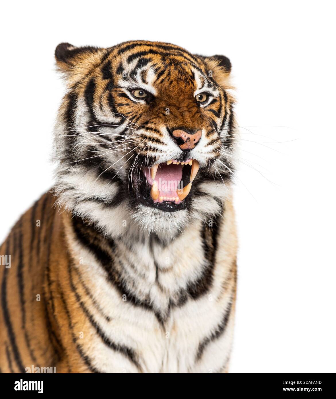 Nahaufnahme des Kopfes eines Tigers, der wütend aussieht und seinen Zahn zeigt Stockfoto