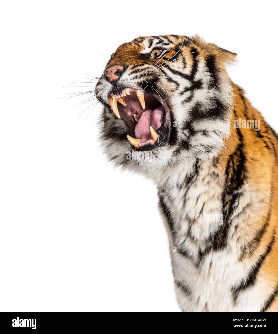 Nahaufnahme des Kopfes eines Tigers, der wütend aussieht und seinen Zahn zeigt Stockfoto