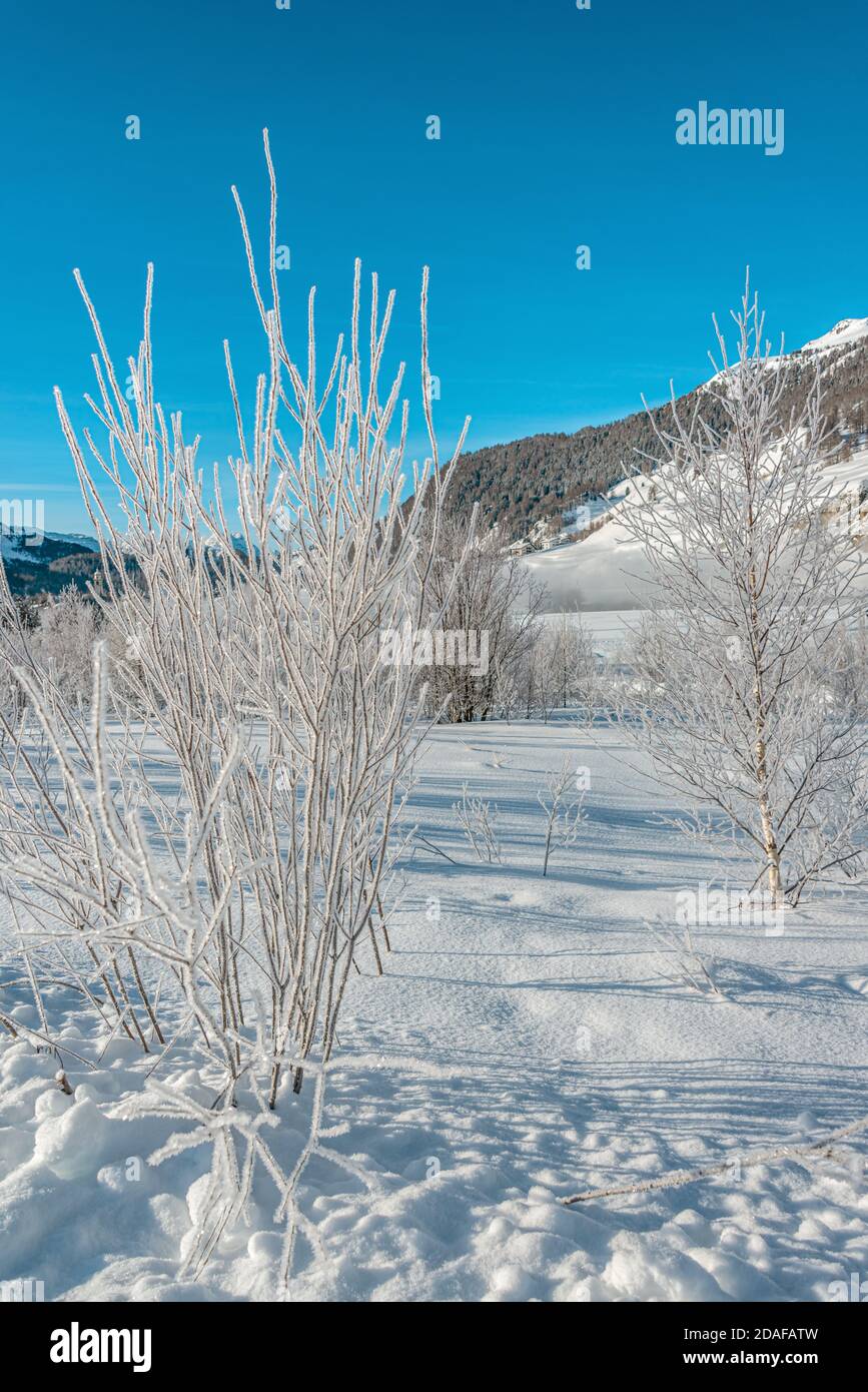 Mit Raureif bedeckte Bäume in einer Winterlandschaft bei Samedan im Engadin, Graubünden, Schweiz Stockfoto