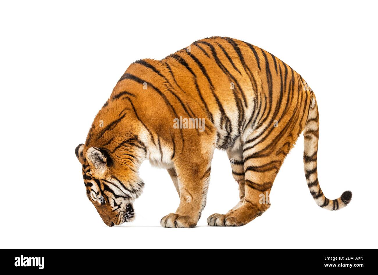 Tiger, Mund offen, schnüffelt die Luft, isoliert auf weiß Stockfoto