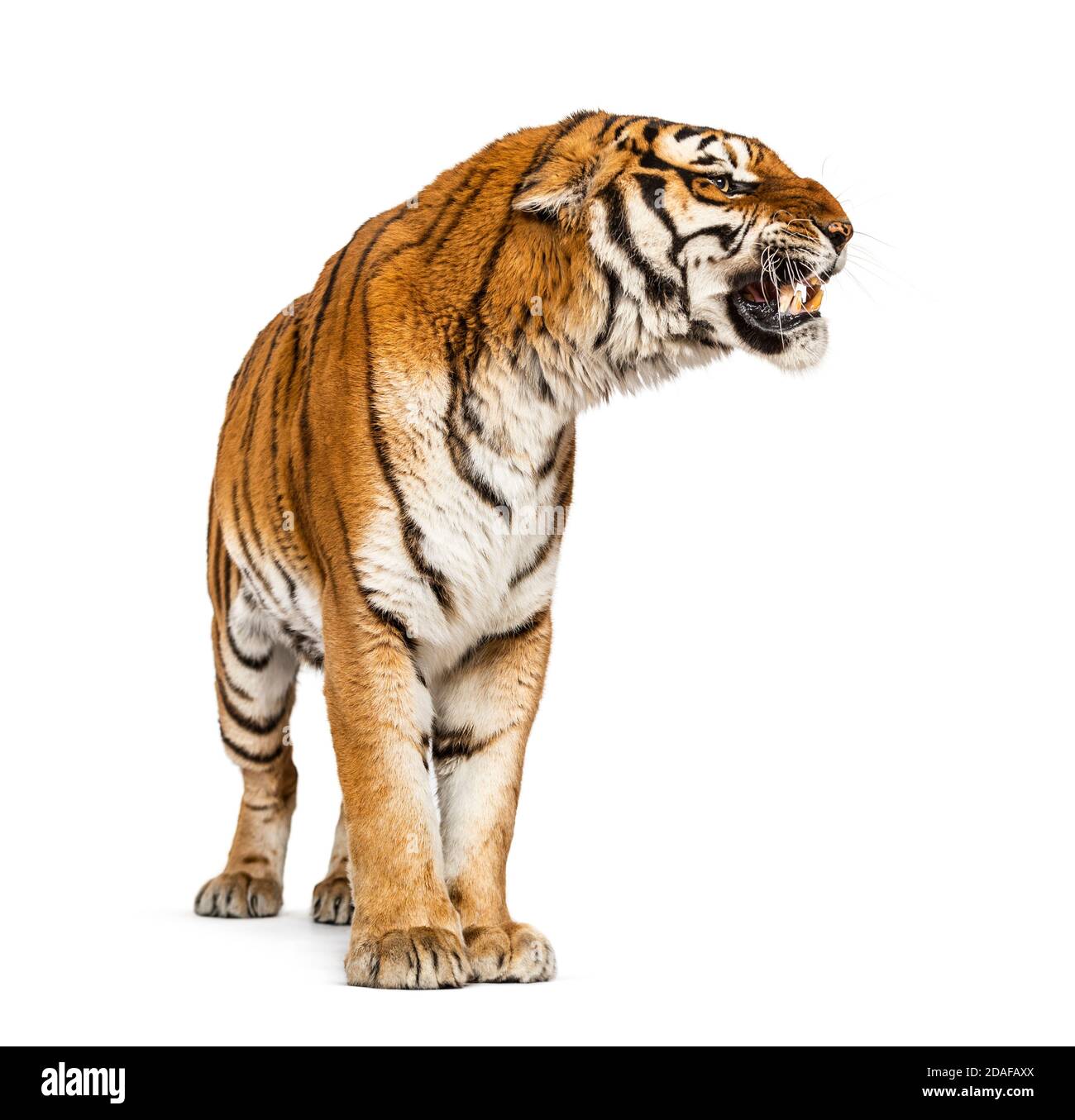 Tiger grimacing und zeigt seine Zähne Stockfoto