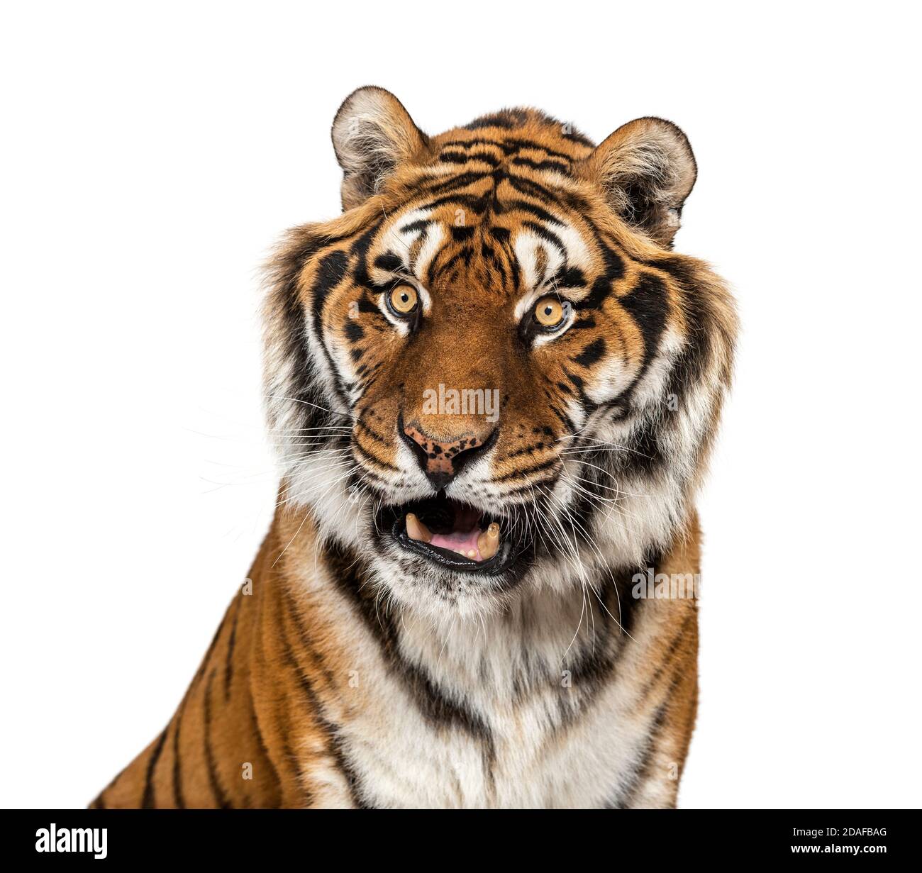 Ausdrucksstarker Tigerkopf, isoliert auf Weiß Stockfoto