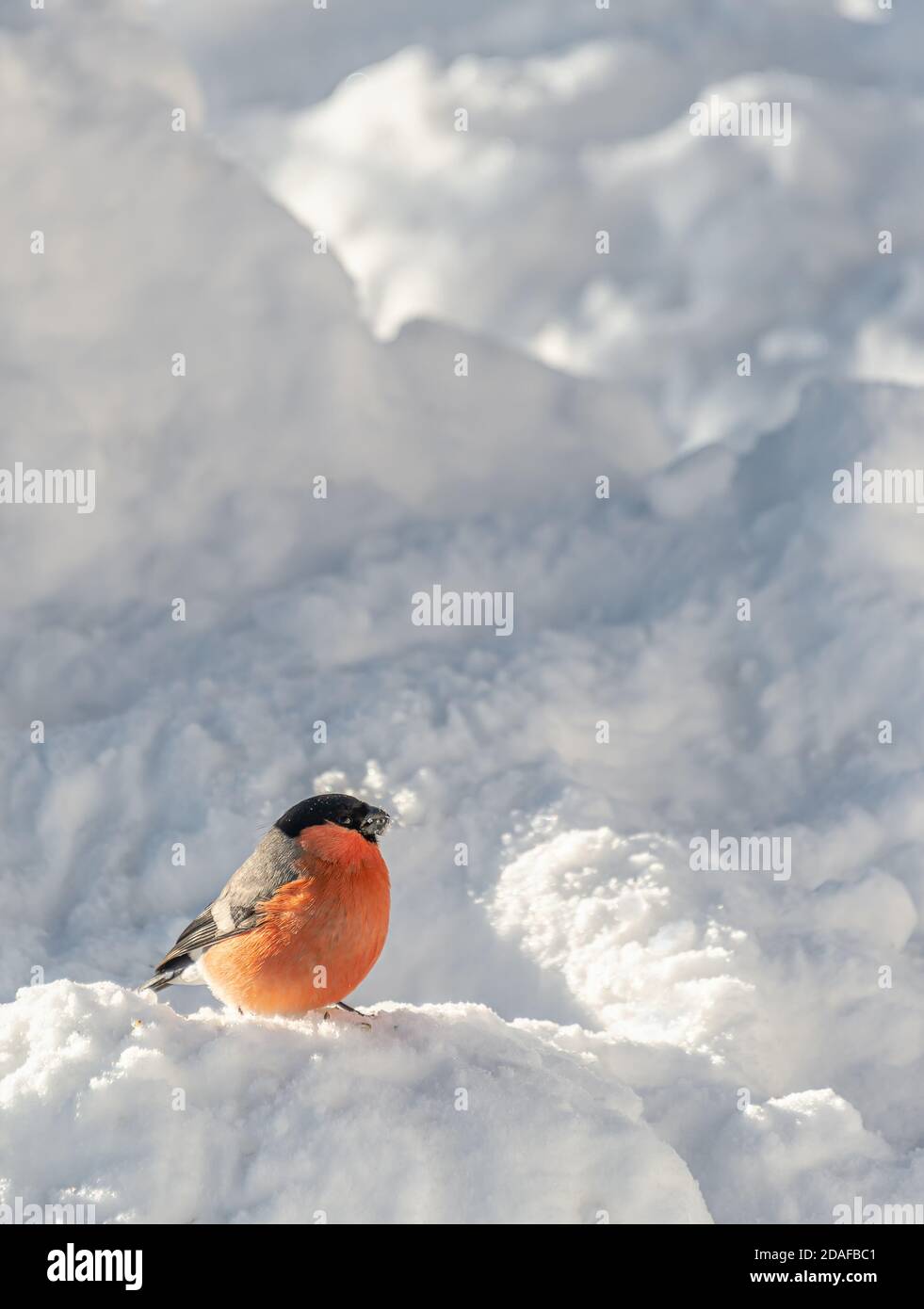 Männliche Bullfink (Gimpel), (Pyrrhula pyrrhula) im Winter, Deutschland Stockfoto