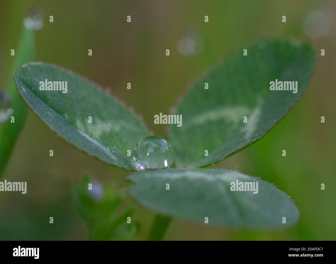 Nahaufnahme eines Tau-Tropfens auf einem Kleeblatt Auf unscharfem Hintergrund Stockfoto