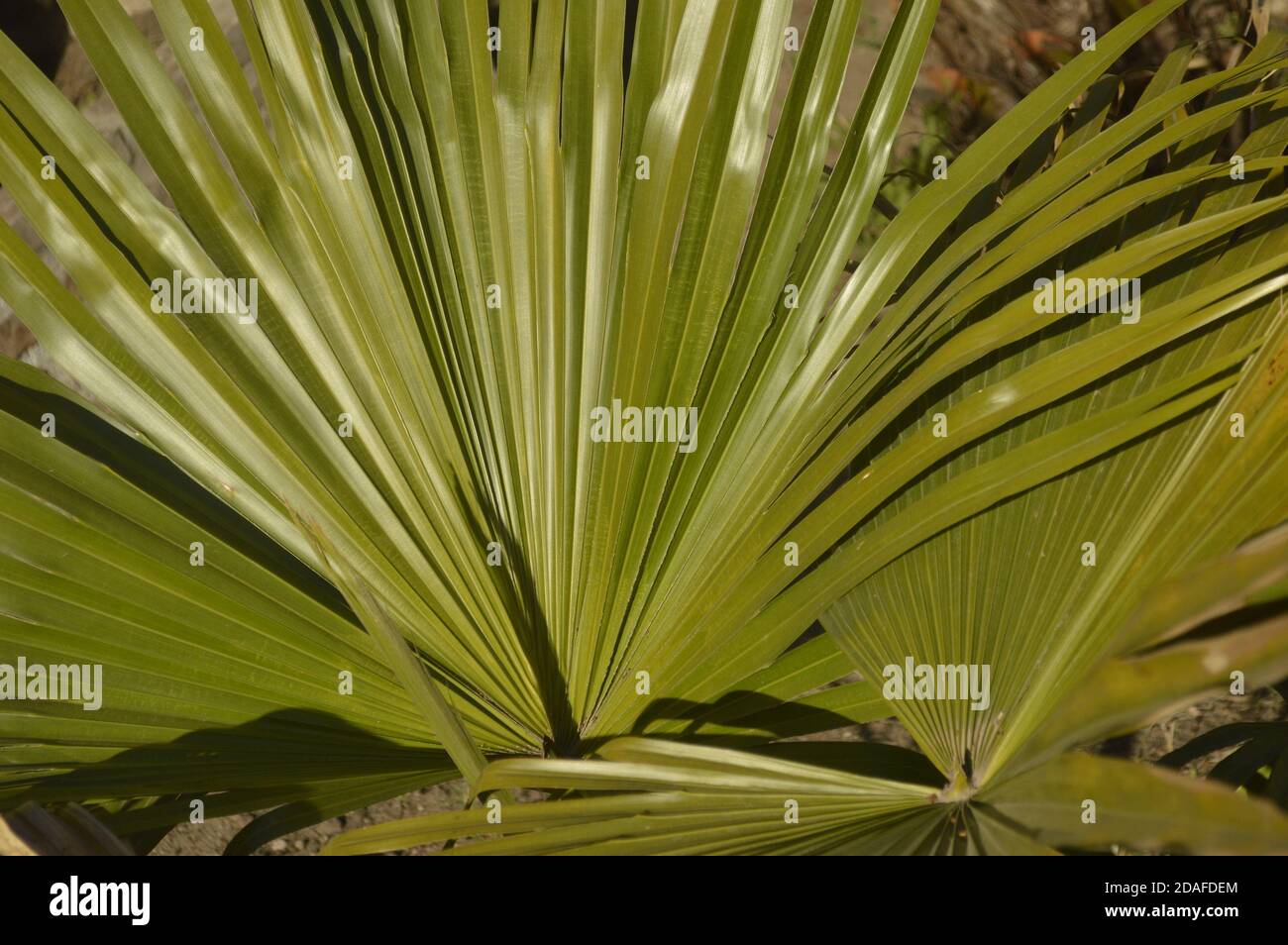 Mexikanische Fan Palmblätter - Washingtonia robusta Stockfoto