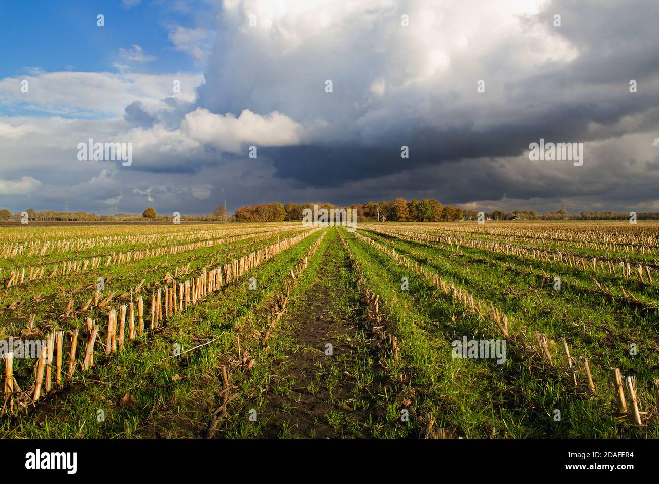 Blankes Maisfeld im Herbst nach der Ernte: Lange Stumpfreihen zum Horizont hin Stockfoto